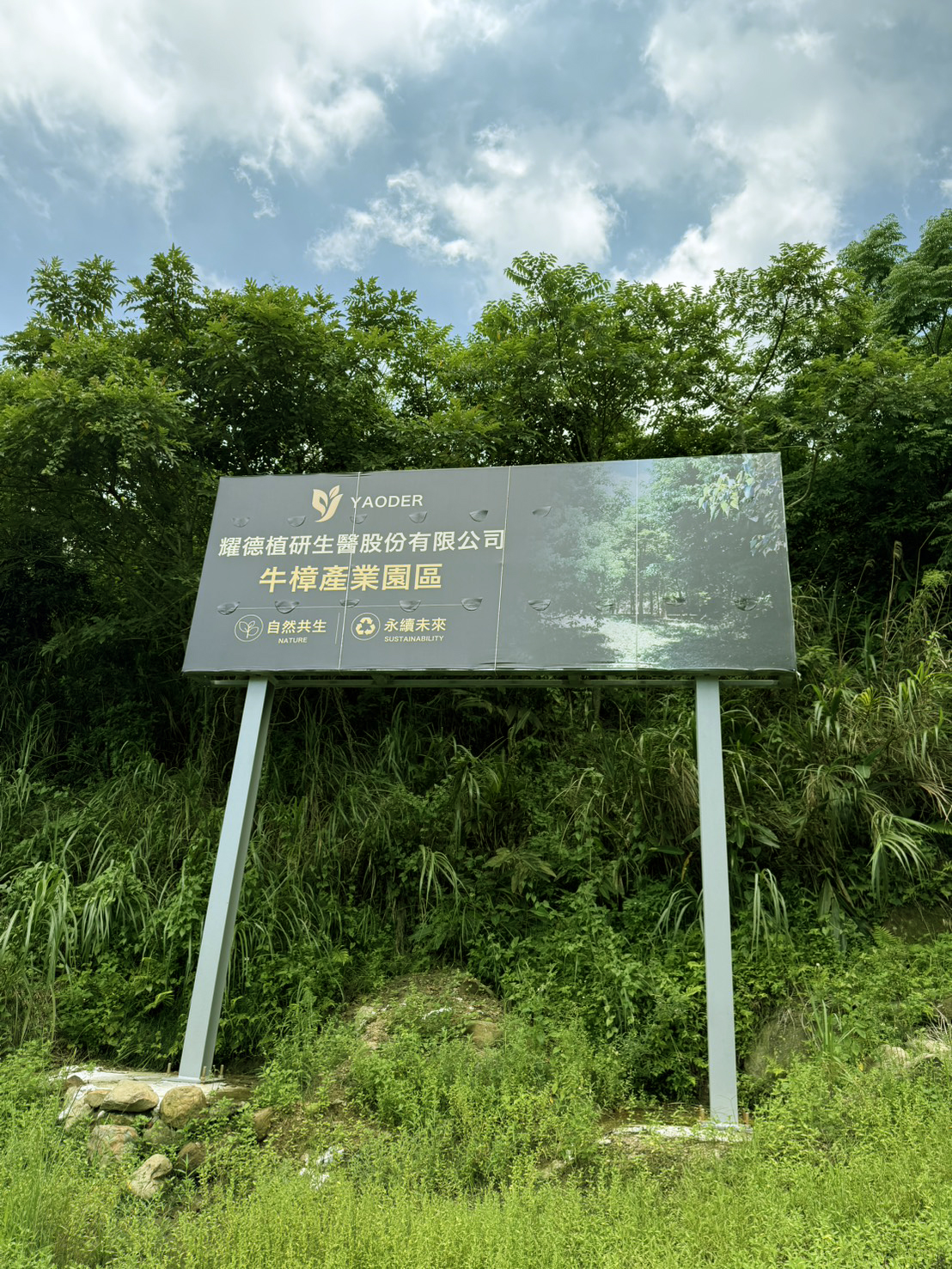 牛樟芝研究