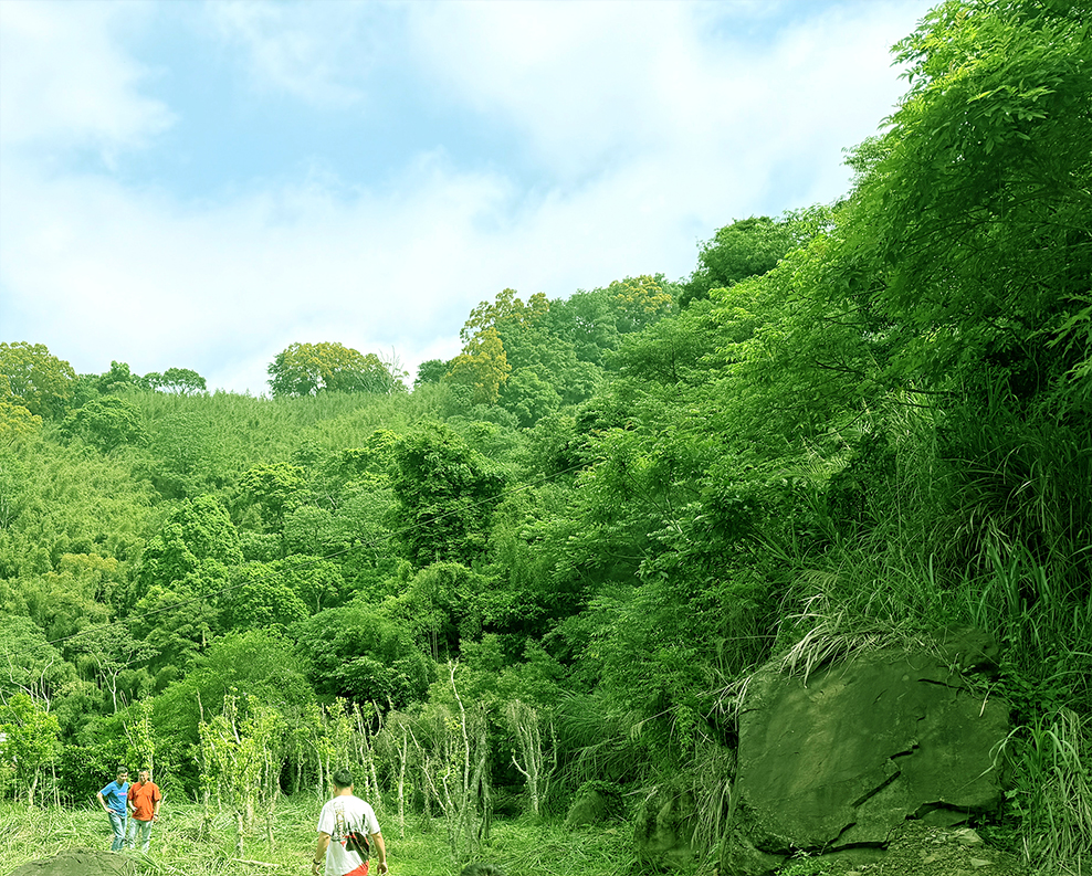 牛樟木林地